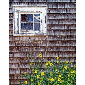Window and Flowers  5  x 7 print